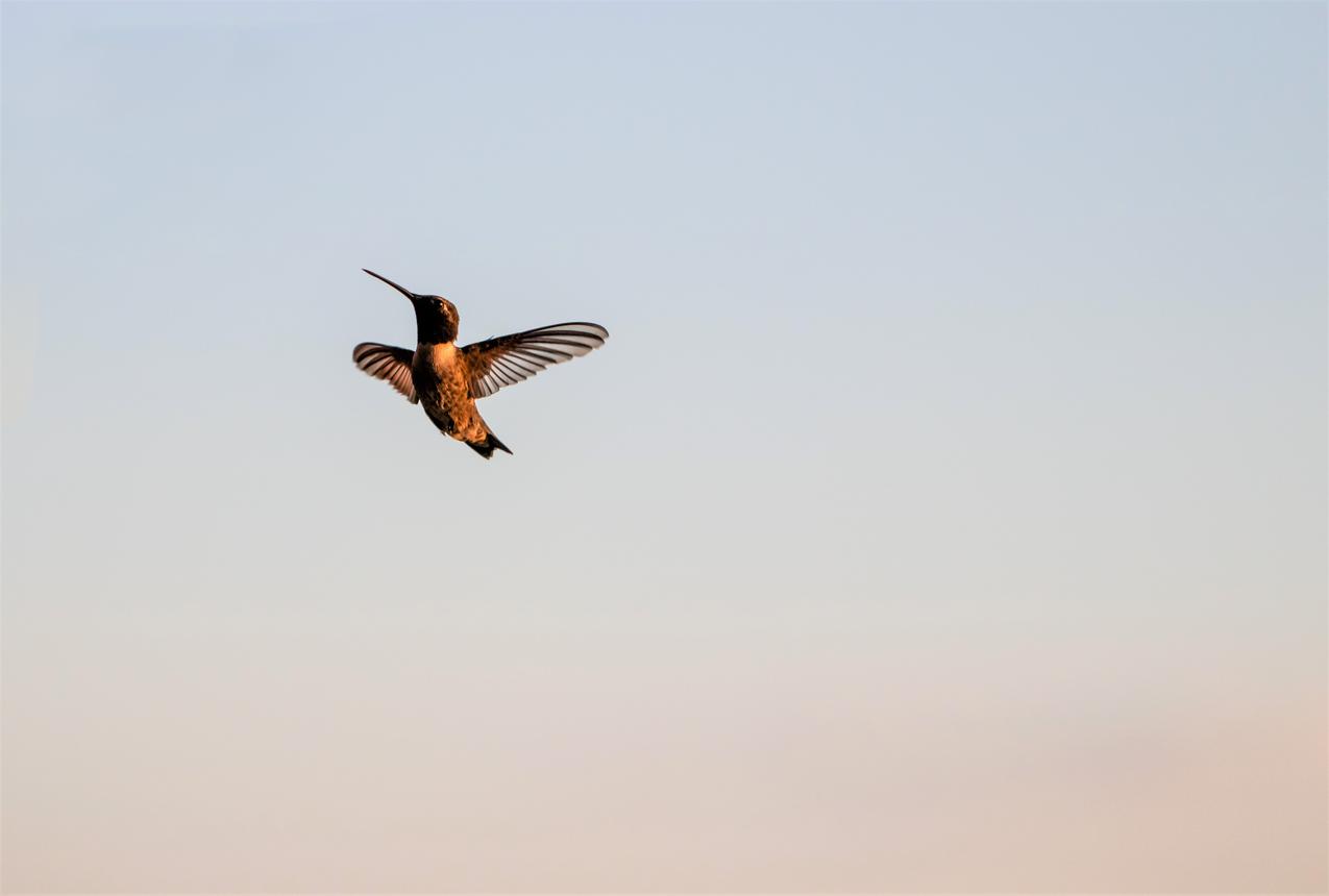 Colibrí en vuelo